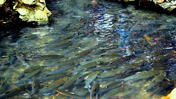 Cam Luong magic fish stream - Thanh Hoa Cam Luong magic fish stream - Thanh Hoa