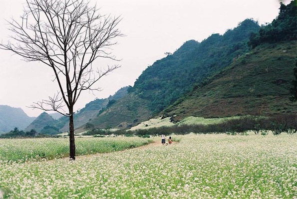 Moc Chau plateau Moc Chau plateau