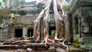 Tree-clad Temple of Angkor