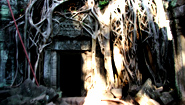 Tree-cloaked Temple of Angkor Tree-cloaked Temple of Angkor