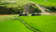 Water buffalo riders Water buffalo riders