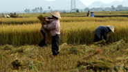 Havesting rice in the Red River Delta Havesting rice in the Red River Delta