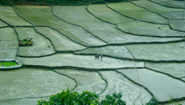 Preparing rice field Preparing rice field