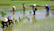 Rice transplanting Vietnam Rice transplanting Vietnam