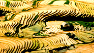 Sapa Rice Terrace Sapa Rice Terrace