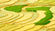 Vietnam Ricefield Vietnam Ricefield
