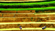 Rice Terrace in northern Vietnam Rice Terrace in northern Vietnam