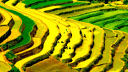 Rice Terrace Northern Vietnam Rice Terrace Northern Vietnam