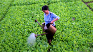 Vegetable farm out of Ha Noi Vegetable farm out of Ha Noi