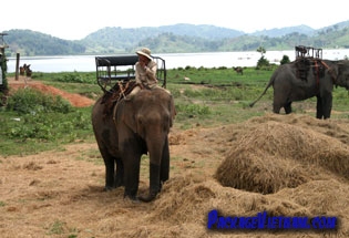 Les éléphant au Lac Lak Buon Ma Thuot Les éléphant au Lac Lak Buon Ma Thuot