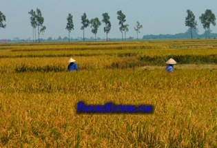 La récolte d'or au Vietnam La récolte d'or au Vietnam