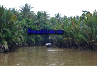 Une forêt de cocotiers My Tho - Ben Tre Vietnam Une forêt de cocotiers My Tho - Ben Tre Vietnam