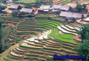 Rizières en terrasses Sapa Rizières en terrasses Sapa