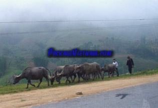 Sapa Vietnam Sapa Vietnam