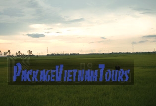 vaste champ de riz vert en province de Soc Trang vaste champ de riz vert en province de Soc Trang
