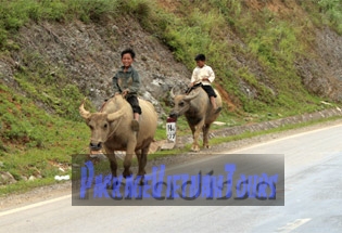 Buffalo riders in Son La Vietnam Buffalo riders in Son La Vietnam