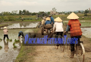 Cycling to the paddy field at Ho Citadel in Thanh Hoa Province Cycling to the paddy field at Ho Citadel in Thanh Hoa Province