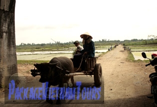 Buffalo cart at Ho Citadel of Thanh Hoa Province Buffalo cart at Ho Citadel of Thanh Hoa Province