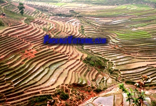 Mu Cang Chai Rice Terraces, Yen Bai, Vietnam Mu Cang Chai Rice Terraces, Yen Bai, Vietnam