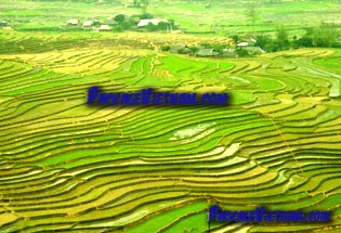 Tu Le Rice Terraces Yen Bai Vietnam Tu Le Rice Terraces Yen Bai Vietnam