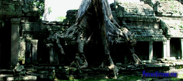 Tree-cloaked Temple of Angkor Tree-cloaked Temple of Angkor