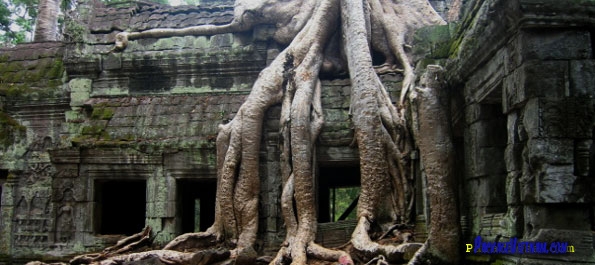 Tree-cloaked Temple at Angkor Tree-cloaked Temple at Angkor