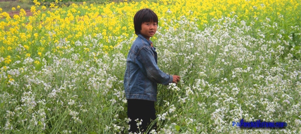 Flower Field of Ha Noi Flower Field of Ha Noi