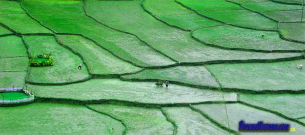 Rice field Vietnam Rice field Vietnam