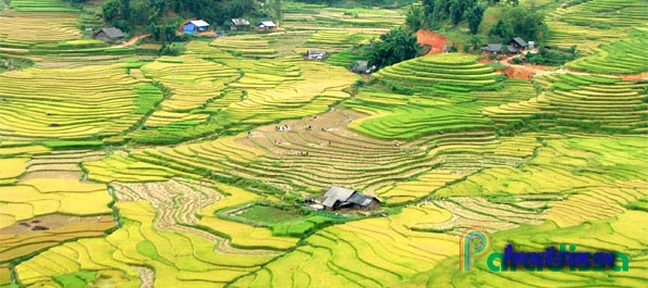 Rice terraces Rice terraces