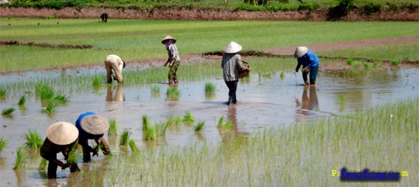 Planting rice in the Red River Delta Planting rice in the Red River Delta