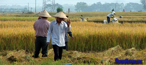 Havesting rice in the Red River Delta Havesting rice in the Red River Delta