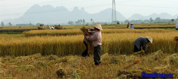 Havesting Rice in the Red River Delta Havesting Rice in the Red River Delta