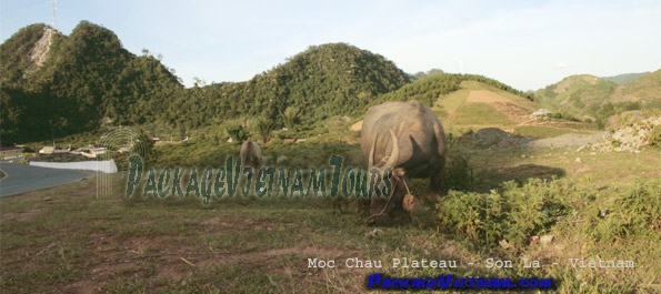 Moc Chau Son La Vietnam Moc Chau Son La Vietnam