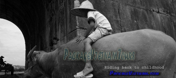 Buffalo rider Thanh Hoa Vietnam Buffalo rider Thanh Hoa Vietnam